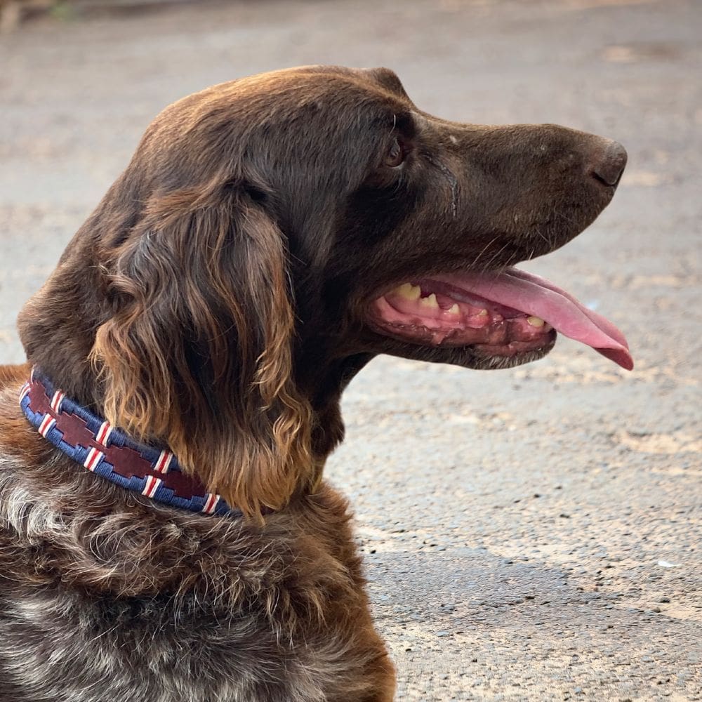 Drentse patrijs met een blauwe polo halsband om