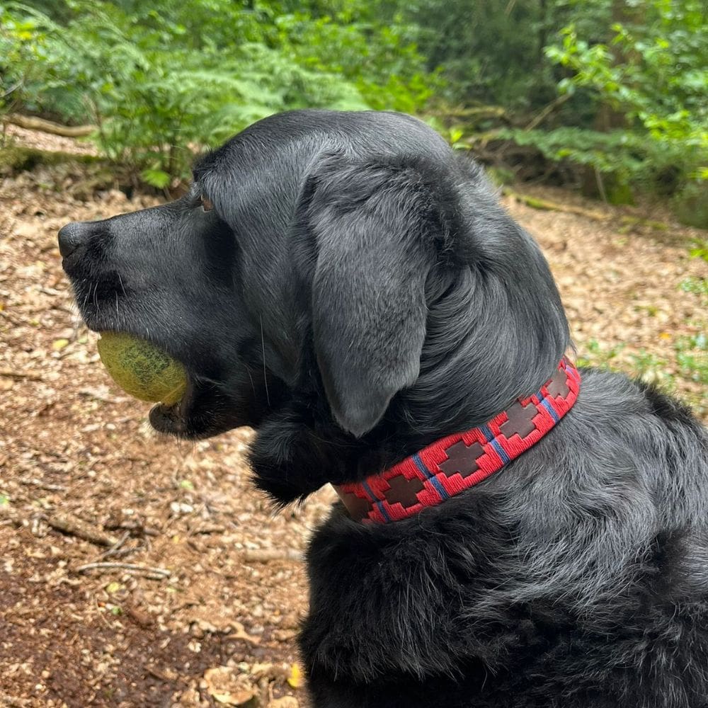 Zwarte hond met tennisbal in de bek en een rode polo halsband om.