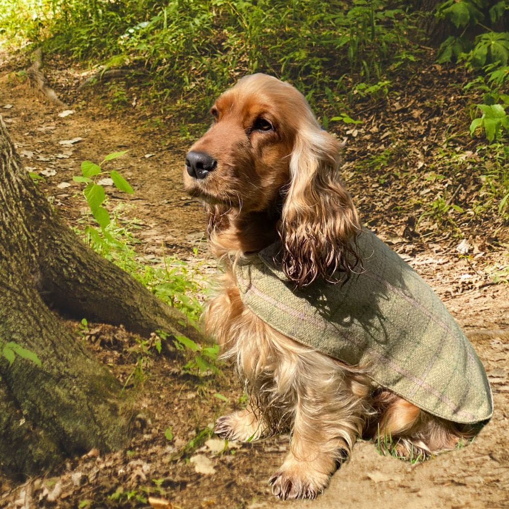 Cocker spaniel met Kinross beige hondenjasje